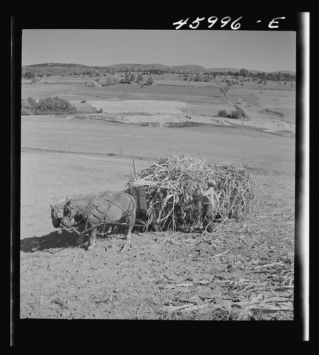 Untitled photo, possibly related to: Gathering corn in a field near East Fletcher, Vermont