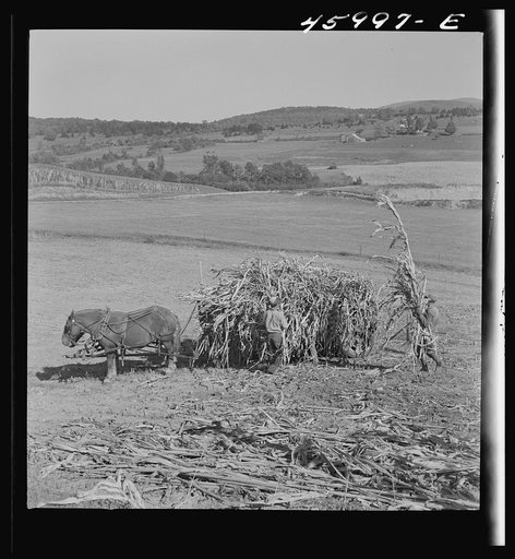 Untitled photo, possibly related to: Gathering corn in a field near East Fletcher, Vermont