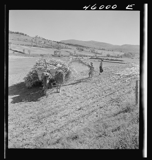 Untitled photo, possibly related to: Gathering corn in a field near East Fletcher, Vermont