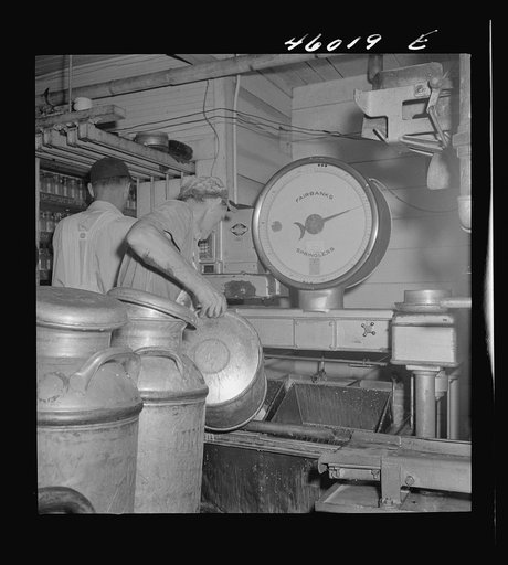 Weighing milk as it comes in from the farmers at the United Farmers' Cooperative Creamery in Sheldon Springs, Vermont