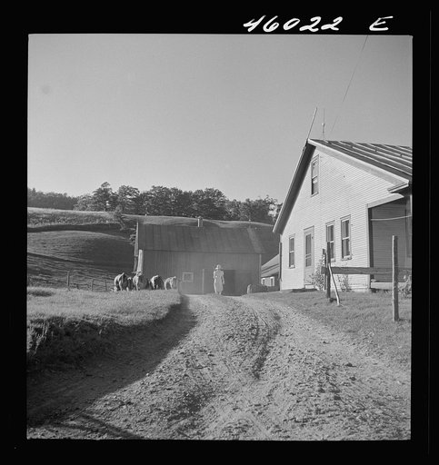 Bringing the cows in for the afternoon milking on a farm near Enosburg Falls, Vermont