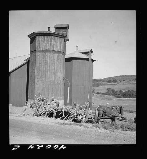 Filling a silo on a farm near Enosburg Falls, Vermont