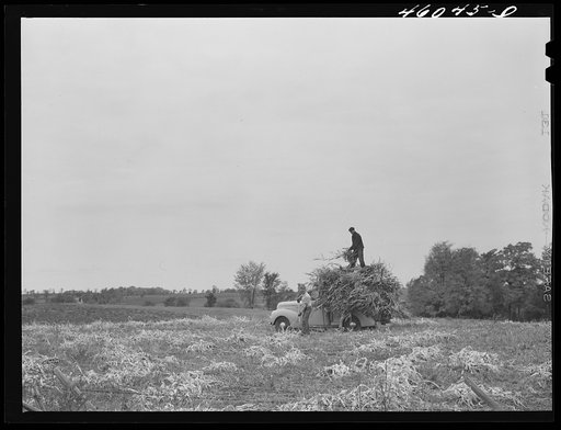 Farmers still remaining in the Pine Camp expansion area to gather in their corn on the farm of Lawrence Jemett near Calcium, New York