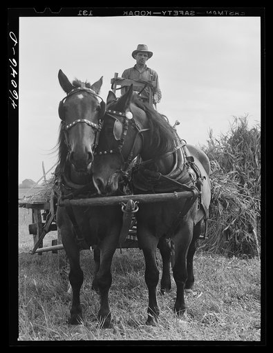 Mr. Leo Longamore, formerly a farm laborer on a farm in the Pine Camp expansion area, now lives on a New York defense relocation camp