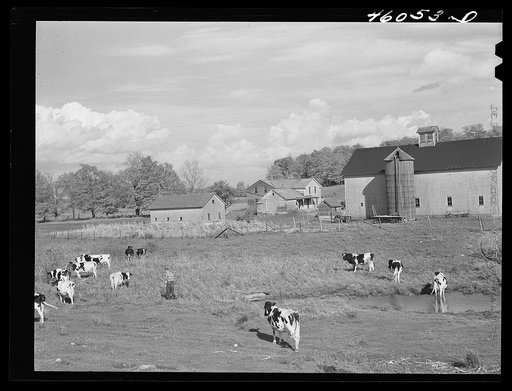 The new New York relocation corporation farm of Mr. Dan Sampson who moved out of the Pine Camp expansion area in August, near South Rutland, New York