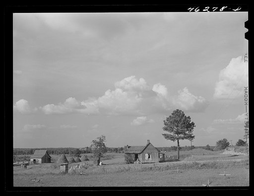 Greensboro, Greene County, Georgia (vicinity). Landscape along the Penfield road