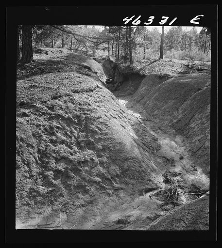 Greene County, Georgia. Pine needles on the floor of a gully in the northwestern section