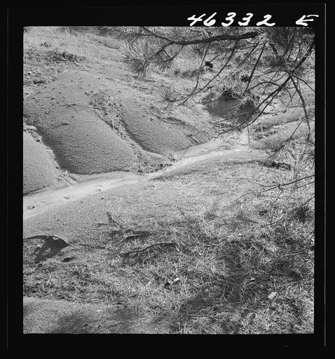 Greene County, Georgia. Pine needles on the floor of a gully in the northwestern section
