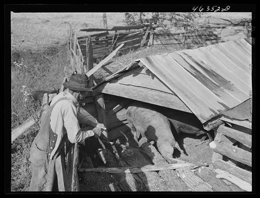 Edgar Jones, FSA (Farm Security Administration) Client, of Woodville, looks at one of his hogs, Greene County, Georgia