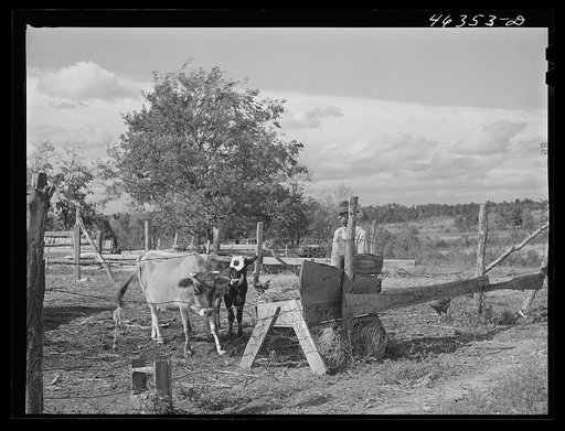 Untitled photo, possibly related to: Mr. Edgar Jones, FSA (Farm Security Administration) client has some cows on his farm near Woodville, Greene County, Georgia