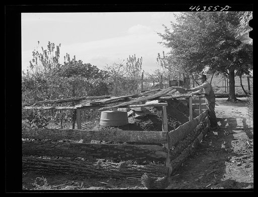 Untitled photo, possibly related to: Edgar Jones, FSA (Farm Security Administration) client, has four potato hills for the winter months, Woodville, Greene County, Georgia
