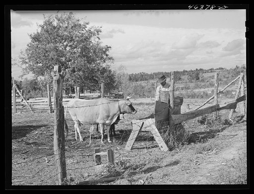 Mr. Edgar Jones, FSA (Farm Security Administration) client has some cows on his farm near Woodville, Greene County, Georgia