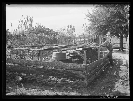 Edgar Jones, FSA (Farm Security Administration) client, has four potato hills for the winter months, Woodville, Greene County, Georgia