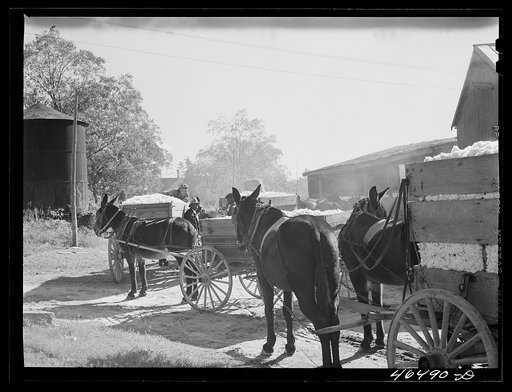 Untitled photo, possibly related to: At the cotton gin in Siloam on ginning day, Greene County, Georgia
