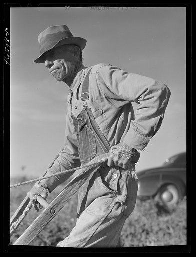 Mr. W.H. Holmes, a renter on the Wray place, plowing sweet potatoes, Greene County, Georgia