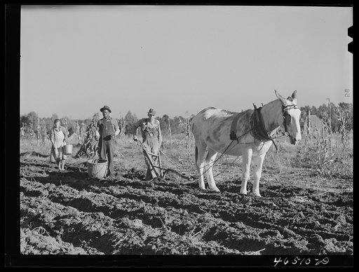 Untitled photo, possibly related to: Mrs. W.H. Holmes and helper picking sweet potatoes in field. They are renters on the Wray place. Wrayswood, Greene County, Georgia