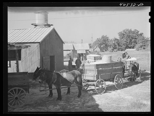 Untitled photo, possibly related to: At the cotton gin in Siloam on ginning day, Greene County, Georgia