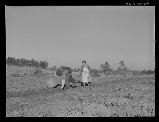 Mrs. W.H. Holmes and helper picking sweet potatoes in field. They are renters on the Wray place. Wrayswood, Greene County, Georgia