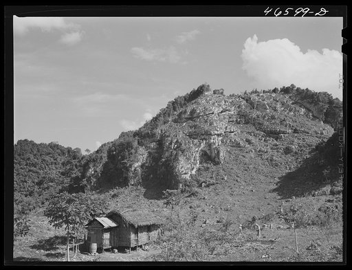 Manati, Puerto Rico (vicinity). Clearing land on a steep hillside. In the foreground, preparing wood to be burned for charcoal