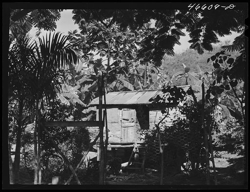 Manati, Puerto Rico (vicinity). Home of a farm laborer on a sugar plantation
