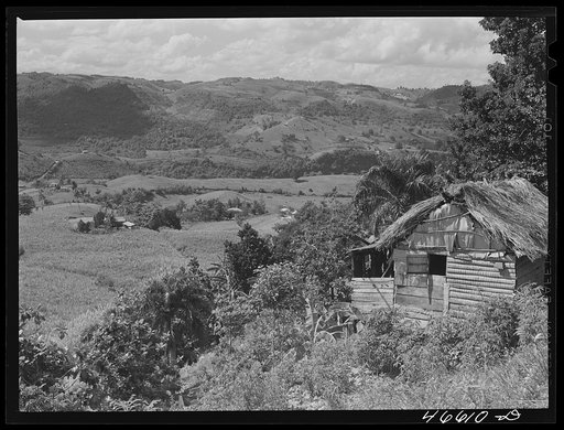 Manati, Puerto Rico (vicinity). Farm laborer's home in a valley of small sugar farms