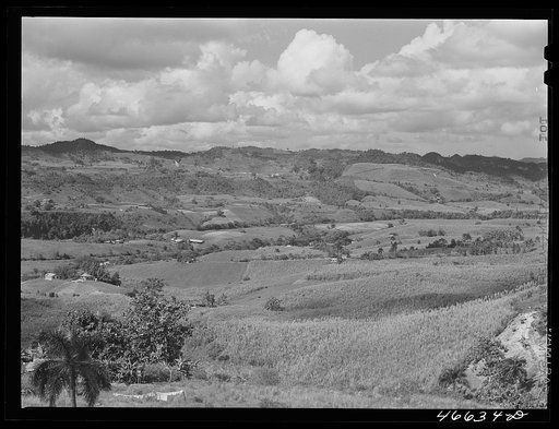 Manati, Puerto Rico (vicinity). Sugar fields