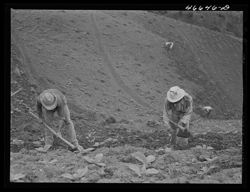 Barranquitas, Puerto Rico. Cultivating tobacco