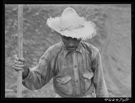Barranquitas, Puerto Rico. Tobacco farm laborer