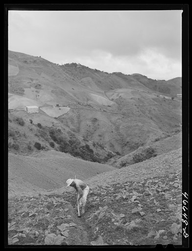 Barranquitas, Puerto Rico. Cultivating tobacco