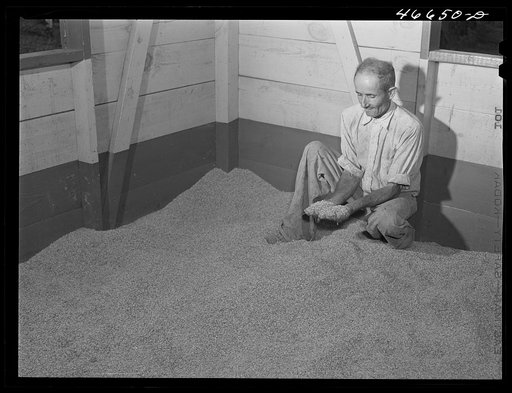 Barranquitas, Puerto Rico. FSA (Farm Security Administration) tenant purchase borrower with rice grown on his farm