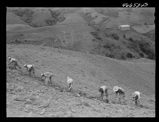 Barranquitas, Puerto Rico (vicinity). Cultivating tobacco on one of the steep hillside farms