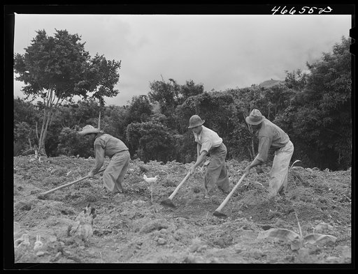 Untitled photo, possibly related to: Barranquitas, Puerto Rico. Cultivating tobacco