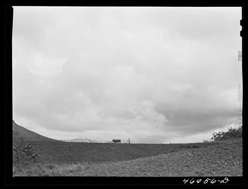 Barranquitas, Puerto Rico (vicinity). Plowing tobacco land