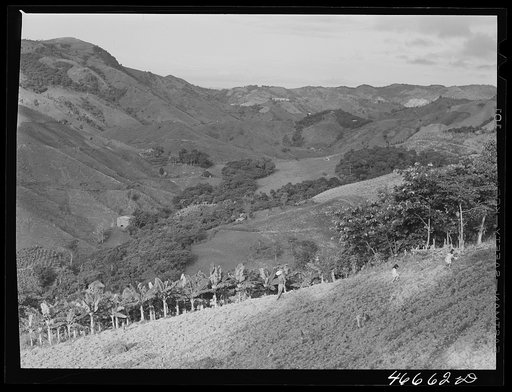 Corozal, Puerto Rico (vicinity). Planting a field of pigeon peas on a farm