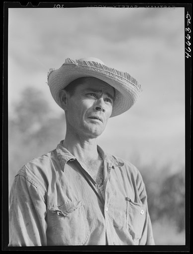 Untitled photo, possibly related to: Corozal, Puerto Rico (vicinity). FSA (Farm Security Administration) borrower who owns a small farm to raise tobacco and sugar cane