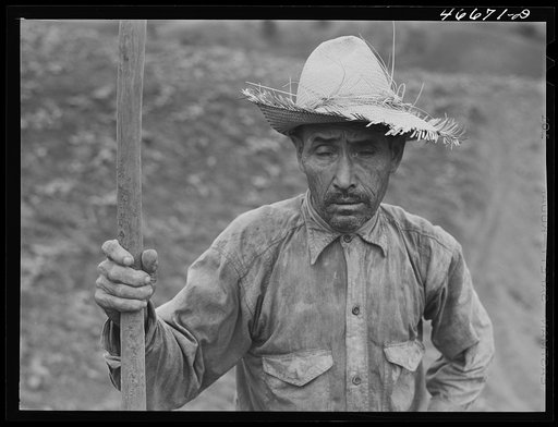Untitled photo, possibly related to: Barranquitas, Puerto Rico. Tobacco farm laborer