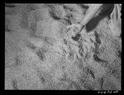 Barranquitas, Puerto Rico (vicinity). Homegrown rice. Almost all the rice consumed on the island is imported. FSA (Farm Security Administration) is working toward the increased production of homegrown foods