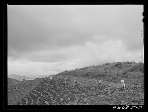 Barranquitas, Puerto Rico (vicinity). Cultivating tobacco on one of the steep hillside farms
