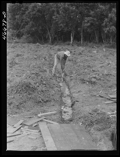 Barranquitas, Puerto Rico (vicinity). FSA (Farm Security Administration) borrower building a sewage ditch on his new farm