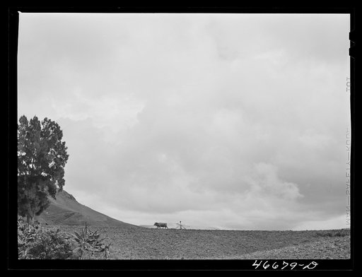 Untitled photo, possibly related to: Barranquitas, Puerto Rico (vicinity). Plowing tobacco land