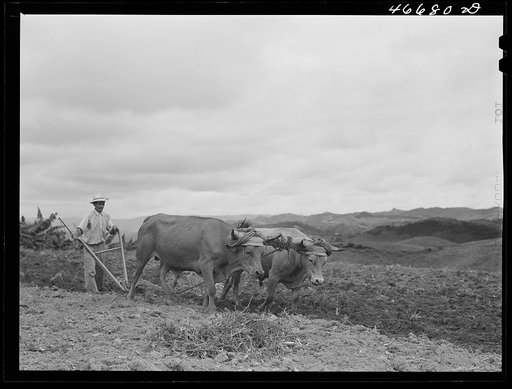 Barranquitas, Puerto Rico (vicinity). FSA (Farm Security Administration) borrower plowing a field on his farm