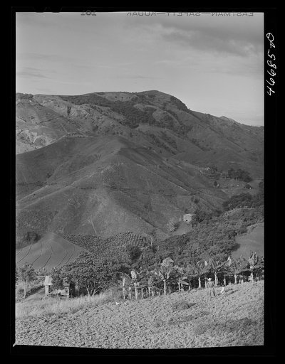 Untitled photo, possibly related to: Corozal, Puerto Rico (vicinity). Planting a field of pigeon peas on a farm
