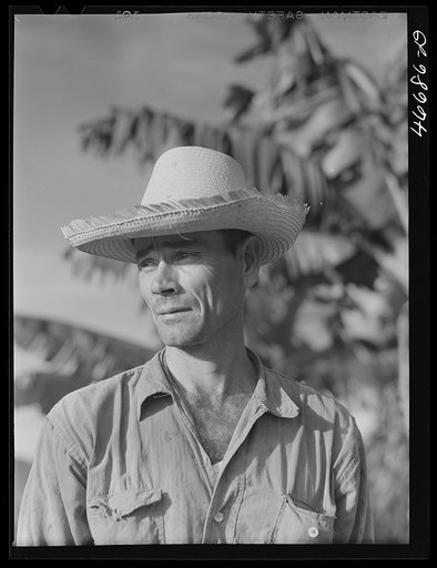 Corozal, Puerto Rico (vicinity). FSA (Farm Security Administration) borrower who owns a small farm to raise tobacco and sugar cane