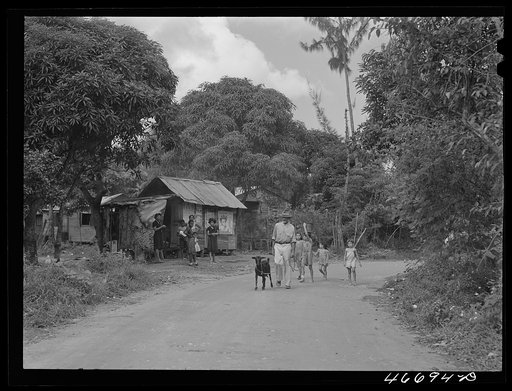 Bayamon, Puerto Rico (vicinity). Along a country road