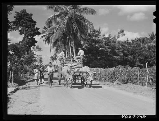 Untitled photo, possibly related to: Bayamon, Puerto Rico. Along a country road