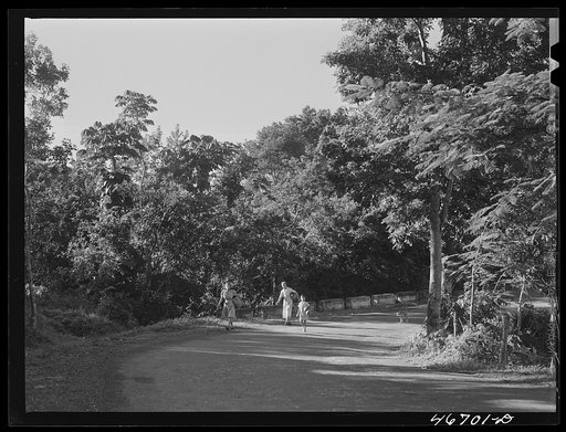 Corozal, Puerto Rico (vicinity). Going along a country road to the spring to get water