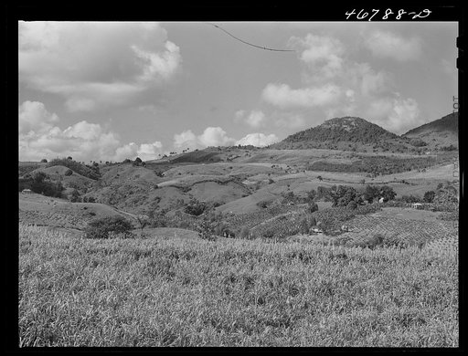 Untitled photo, possibly related to: Corozal, Puerto Rico (vicinity). Small farms in the hill country