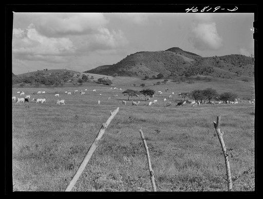 Christiansted, Saint Croix Island, Virgin Islands. On a large cattle farm. Puerto Rico is the largest market for the cattle