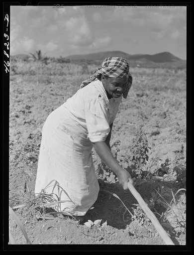 Christiansted, Saint Croix Island, Virgin Islands (vicinity). FSA (Farm Security Administration) borrower's wife cultivating recently planted sugar cane