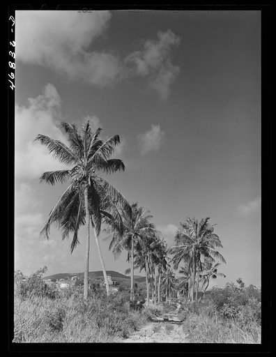 Saint Croix Island, Virgin Islands. A farm road near one of the "villages" on the northern coast